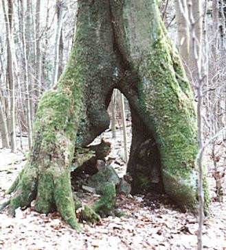 Naturlaune, unweit der Birkenhainer Landstrasse
